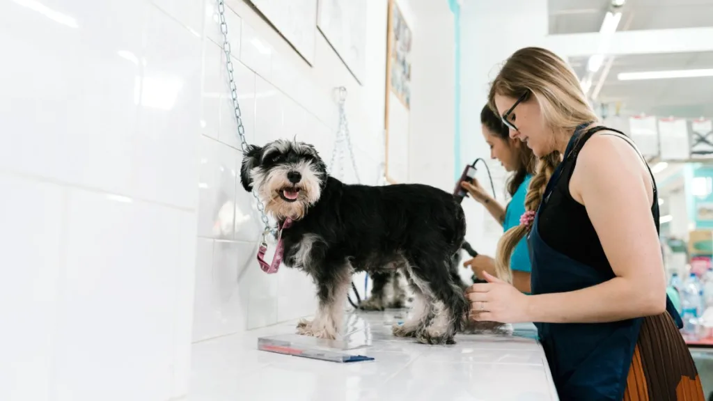 Corte De Pelo Perros