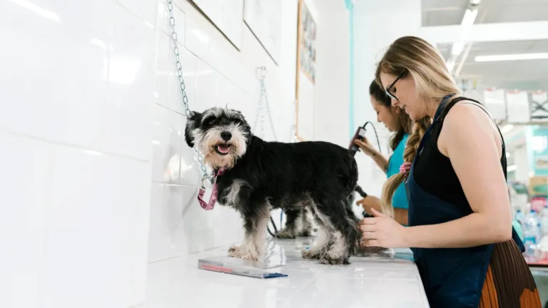 Corte De Pelo Perros