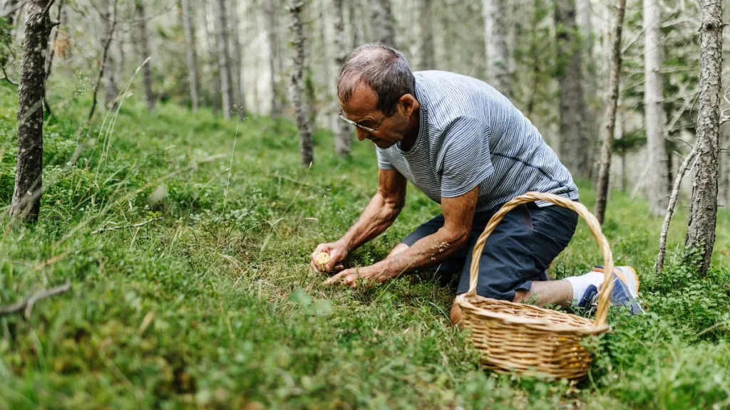 Hongo En Peligro De Extinción Chile