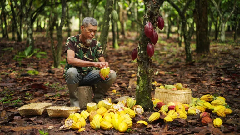 Cacao