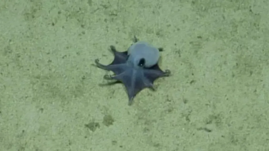 Pulpo Azul Del Tamaño De Una Pelota De Golf