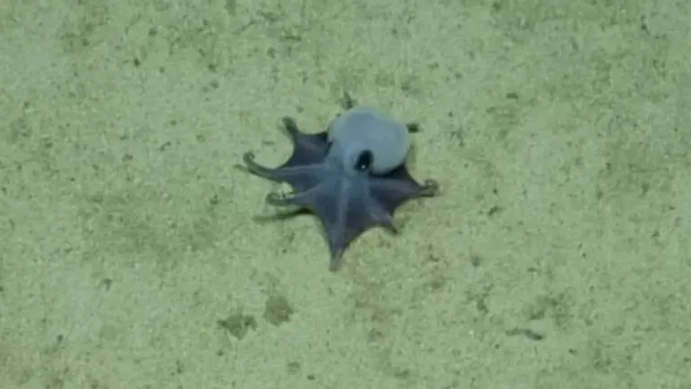 Pulpo Azul Del Tamaño De Una Pelota De Golf
