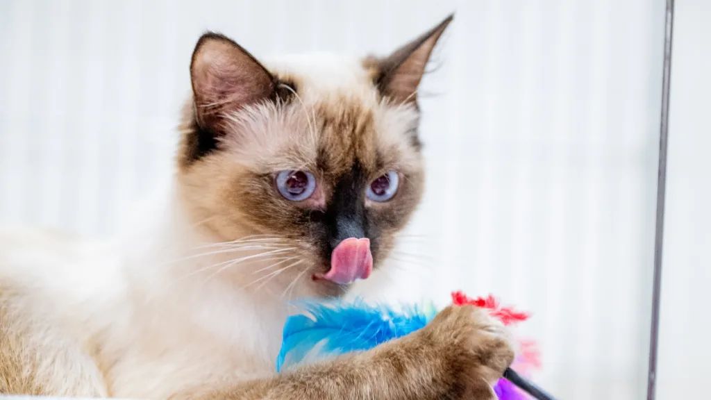 Gato