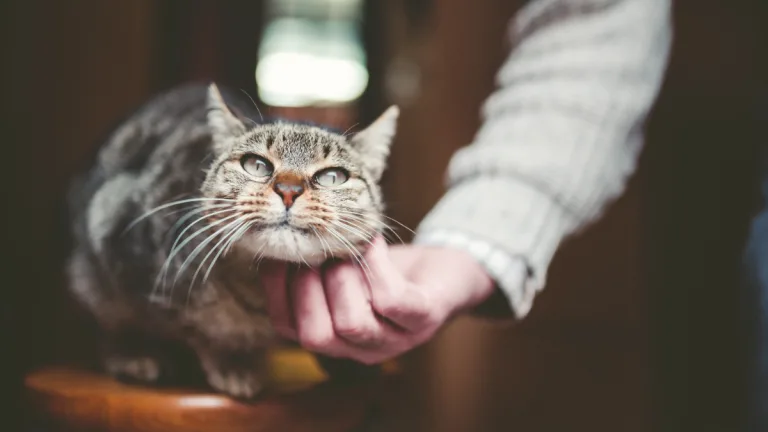 Gatos Viejos