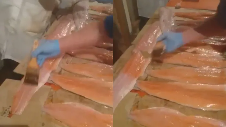 Salmones Maquillados