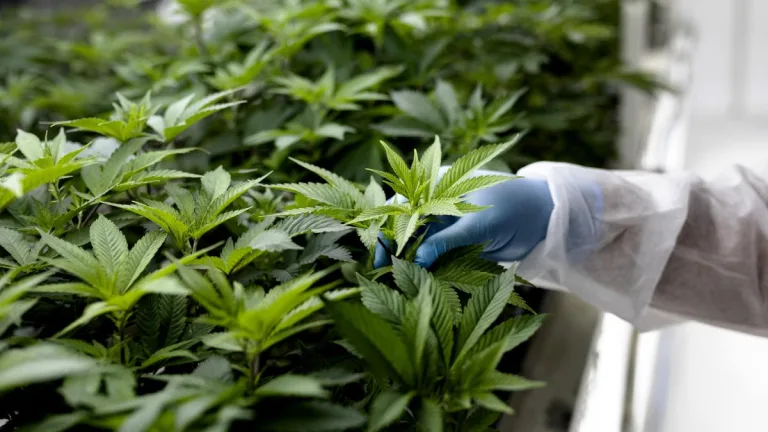 Cannabis Medicinal