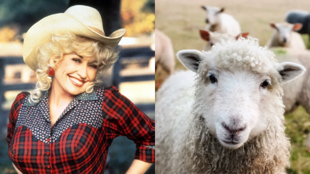 Dolly Parton Oveja