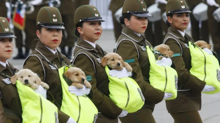 Cachorros De Carabineros Parada Militar 2026