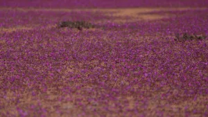 Camioneta Sobre El Desierto Florido En Vallenar