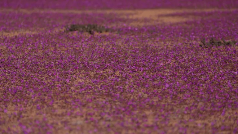 Camioneta Sobre El Desierto Florido En Vallenar